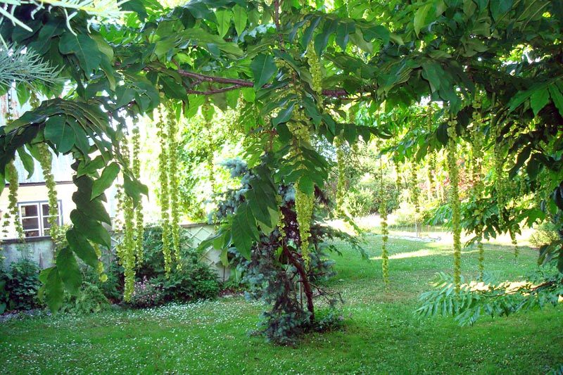 Hängen på en Kaukasisk Vingnöt