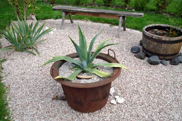 Agave